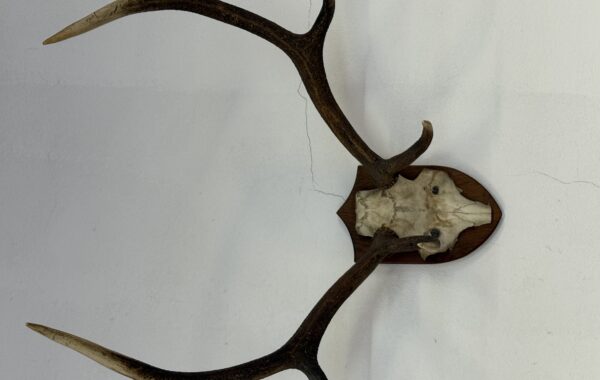 915 jelení trofejní parohy 64x82cm za 1980kč