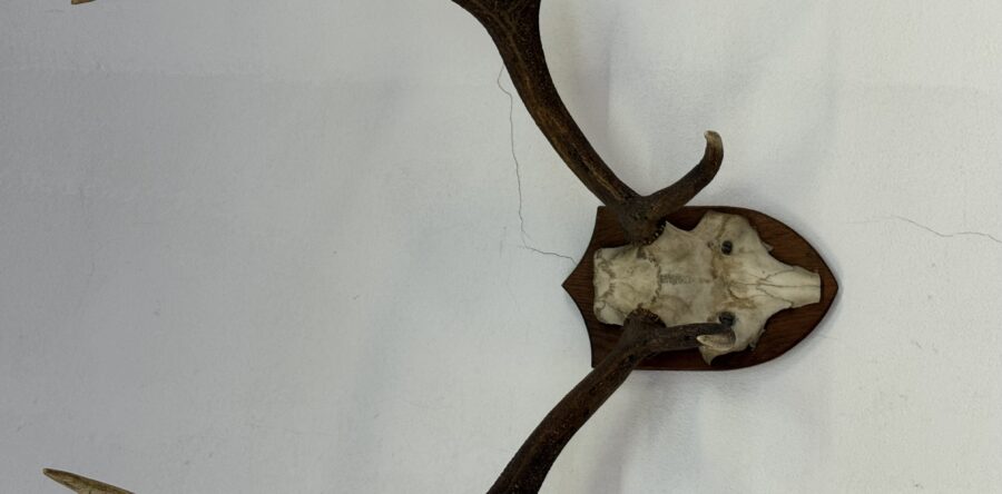 915 jelení trofejní parohy 64x82cm za 1980kč